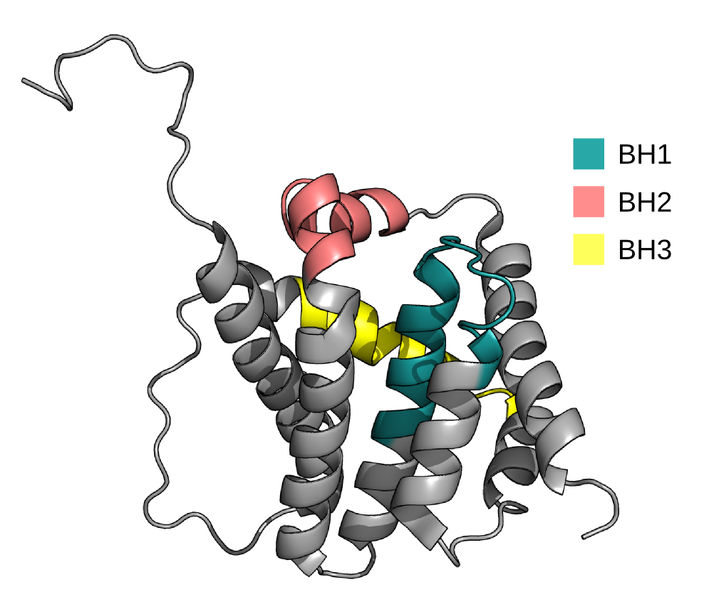 Семья белков Bcl 2